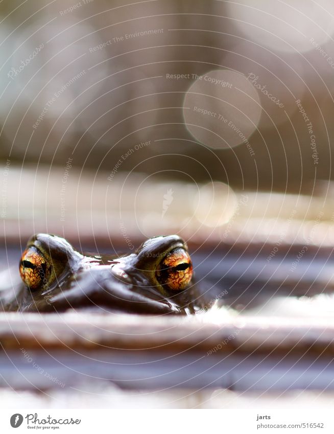 große augen machen Tier Wildtier Frosch 1 Blick Schwimmen & Baden natürlich Natur Auge Farbfoto Außenaufnahme Nahaufnahme Menschenleer Textfreiraum oben Tag