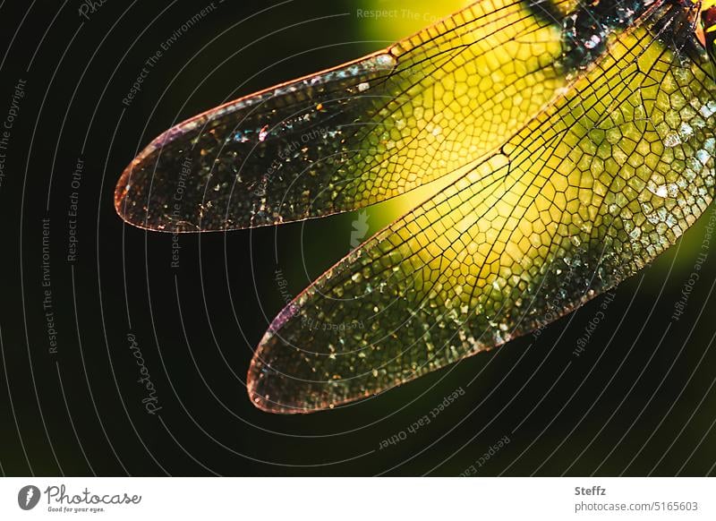 Lichtflügel Flügel Libellenflügel Flügel ausbreiten lichtvoll Lichteinfall Muster transparent durchsichtig fein gelb Edellibellen Mosaikjungfer Teichlibelle