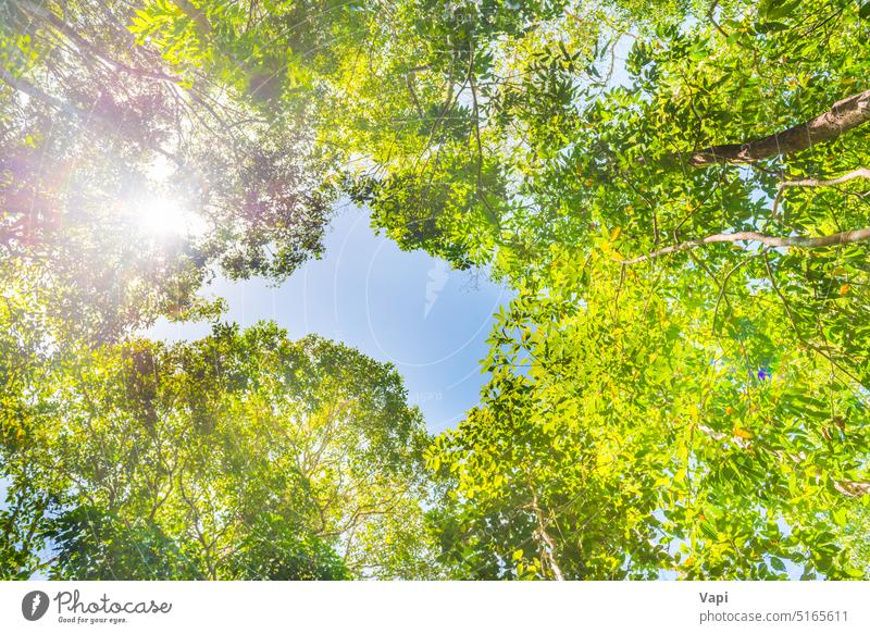 Naturgrüner Wald mit großen Bäumen Baum Dschungel Himmel Top hell Sommer gelb Herbst schön sonnig Sonnenlicht Landschaft blau Frühling Saison Hintergrund