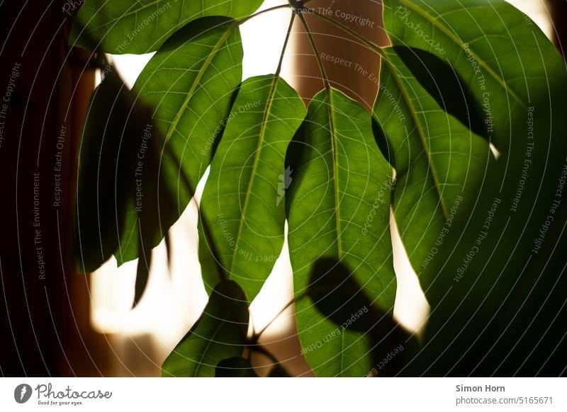 Blätter einer Zimmerpflanze Gegenlicht Pflanze Botanik Innenraum Blattstruktur Strukturen & Formen grün Blätterdach Photosynthese Natur Raumklima