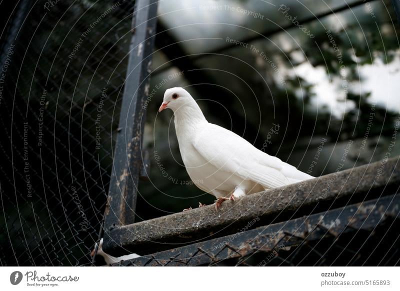 Nahaufnahme einer weißen Taube auf einem schwarzen Zaun Vogel Reinheit Tier Natur Feder Freiheit Symbol Hintergrund Frieden Flügel weiße Farbe Taube - Vogel