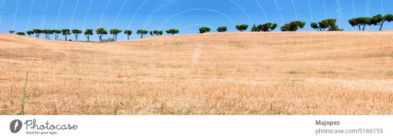 Schöne Sommerlandschaft mit Bäumen in Reihe Stroh Korn Ackerland Weizen Pflanze Ernte Hintergrund landwirtschaftlich Land im Freien Landwirtschaft Landschaft