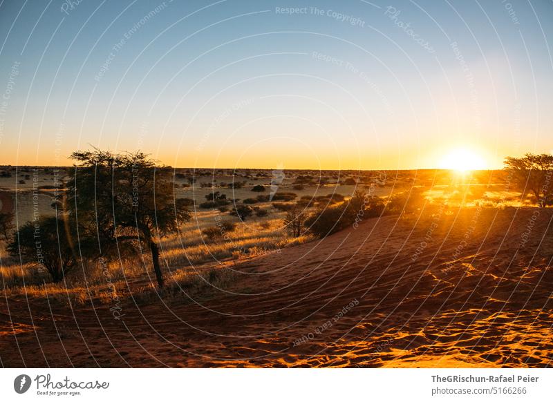 Sonnenuntergang in Steppenlandschaft Namibia Wüste Sand Düne trocken heiß Afrika Landschaft Natur Ferne Wärme Abenteuer Einsamkeit Ferien & Urlaub & Reisen