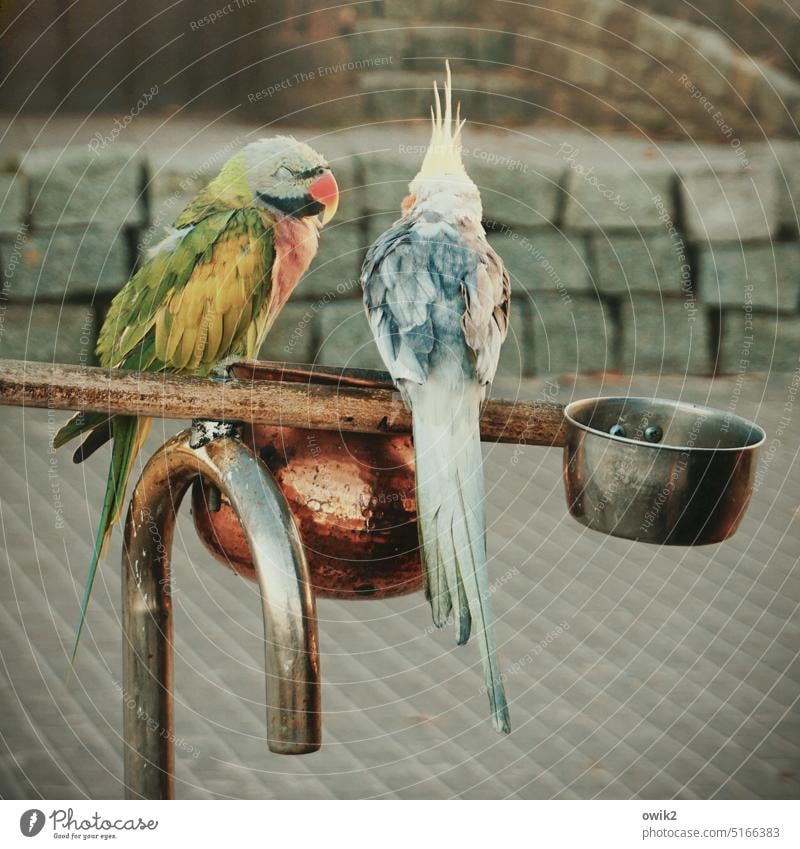 Experten Vogel 2 Papagei Sittich Blick Farbfoto Ara Papageienvogel exotisch Zusammensein Treue Partnerschaft Tierporträt zusammengehörig Tierpaar Tag