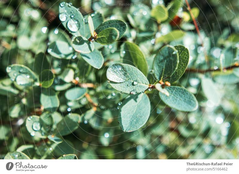 Regentropfen auf Pflanze grün Wasser Wassertropfen Flora Muster Blätter Blatt Natur Aus natürlich Nahaufnahme Textur