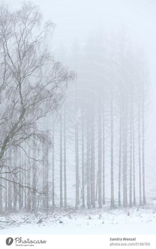 Wald im Nebel Winter trostlos Schnee schlechte Sicht Waldsterben Natur Wetter