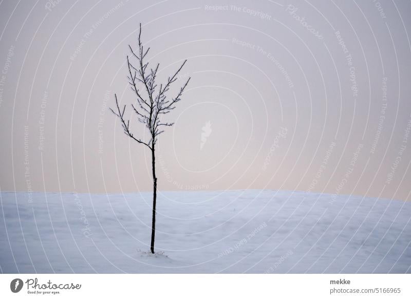 Ein Bäumchen im Winterschlaf Baum jung klein Himmel Winterwald Einsamkeit Schnee Frost kalt Schneelandschaft einzeln Wolken Winterstimmung Kälte