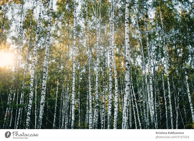 Schöne Birken Wald bei Sonnenuntergang Zeit. Erstaunliches Panorama. Ukrainische Natur. Sommer Baum Kofferraum weiß Ast Landschaft Saison grün Frühling Holz