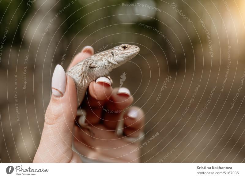 Schwanz der Eidechse in weiblichen Händen.schöne Reptil.exotische tropische Tiere Konzept grün Natur Haut Tierwelt Hintergrund niedlich Drache Auge klein wild