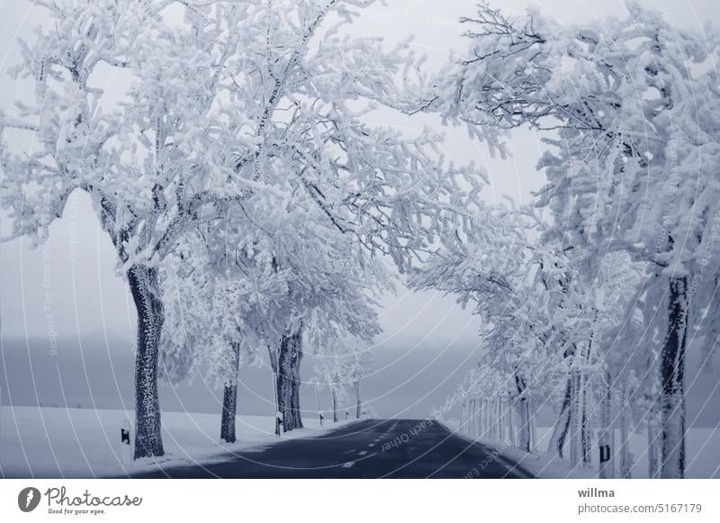 Winterliche Allee im Raureiftaumel winterlich verschneit Bäume Straße Schnee Landstraße Winterstimmung Frost kalt gefroren Wintertag Winterlandschaft Farbfoto
