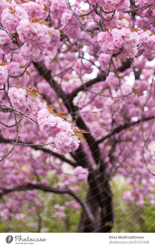 Rosa Sakura-Blüten blühen auf dem Baum. Frühling Hintergrund. Rosa Kirschblüten und grüner Naturhintergrund. Ostern Frühling Tapete. barbiecore