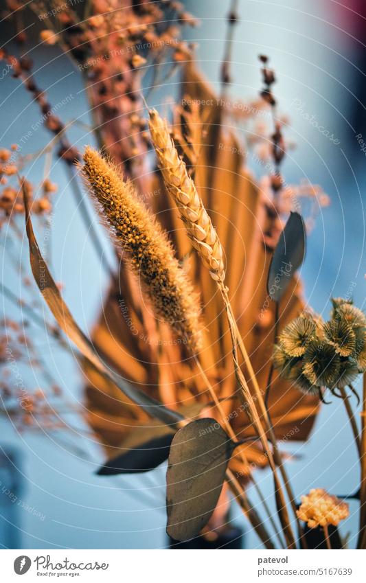 Dekoration mit Weizen Herbst Dekoration & Verzierung Natur Pflanze Sommer Beautyfotografie Zerbrechlichkeit romantisch bunt Konsistenz abstrakt Samen fallen