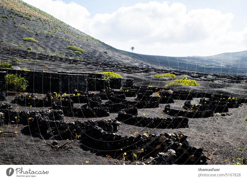 das leben kommt zurück - Lava und Wein mit Palme Steinmauern vulkangestein Klima exotisch Vegetation Insel Umwelt Pflanze Beginn Farbe Kanaren Außenaufnahme