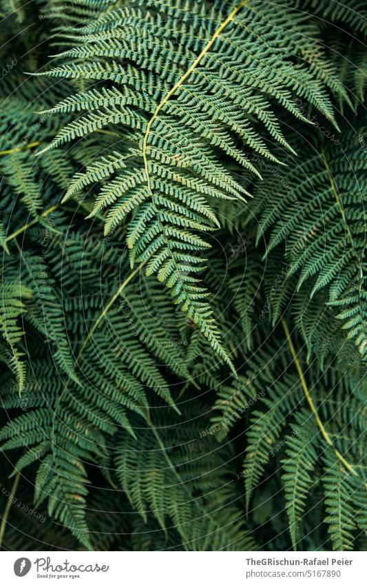 Farn Farnblatt grün Strukturen & Formen Natur Pflanze Grünpflanze Farbfoto Blatt Makroaufnahme natürlich Außenaufnahme Echte Farne Muster hell und dunkel