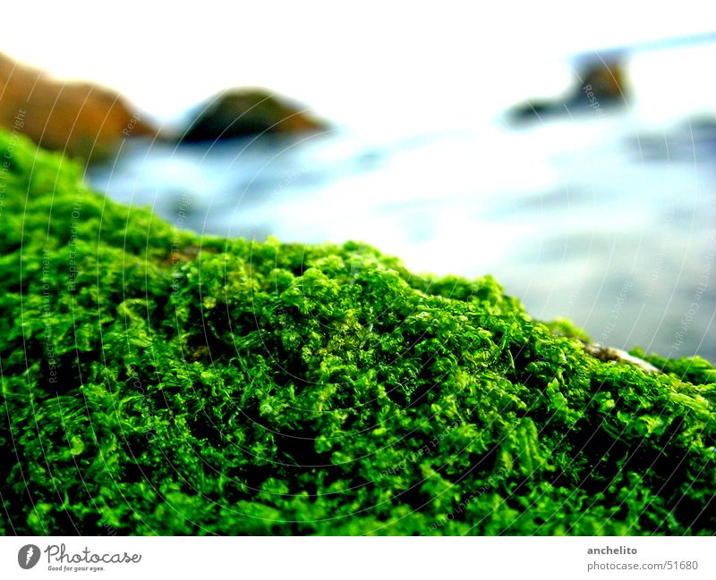einfach nur Moos auf einem Stein am Meer weich Pflanze bewachsen See grün ruhig Strand Muster Grünkohl Brokkoli Kale Natur Makroaufnahme Küste moss overgrown