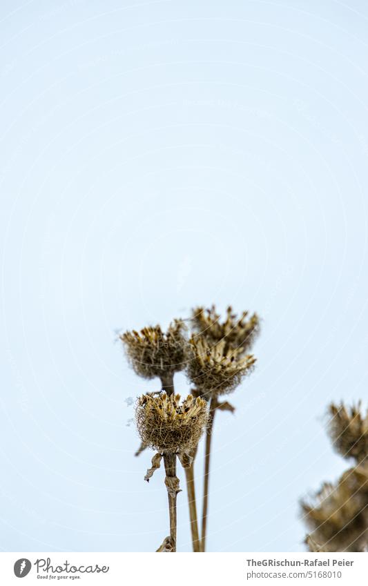 Vertrocknete Pflanze vor hellblauem Hintergund Himmel Detailaufnahme detail verdorrt überwintern verblüht Natur Farbfoto vertrocknet