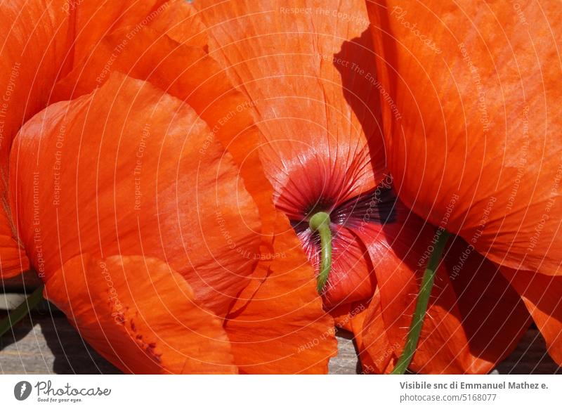 rotes Mohnblumenmuster, das eine Textur erzeugt Gedenken Farben Postkarte Samen schön Feld Sonne Blütenblätter Schönheit Garten warm Makro duftend bunt