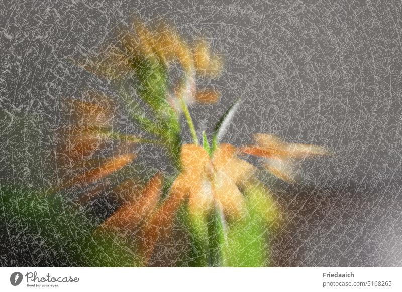 Milchsternblume unscharf mit Overlay Blume orange Unschärfe overlay verschwommen abstrakt Hintergrund Sternblume Künstlerisch experimentieren creative