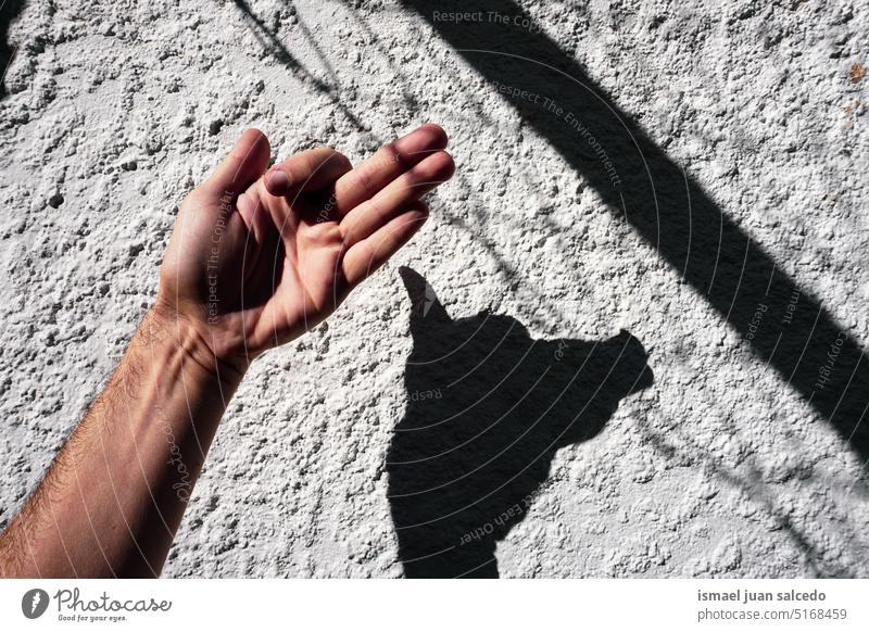 Hand macht Hundeschatten auf der weißen Wand weißer Hintergrund Schatten hochreichen Licht Sonnenlicht Silhouette Finger Handfläche Körperteil Handgelenk Arme