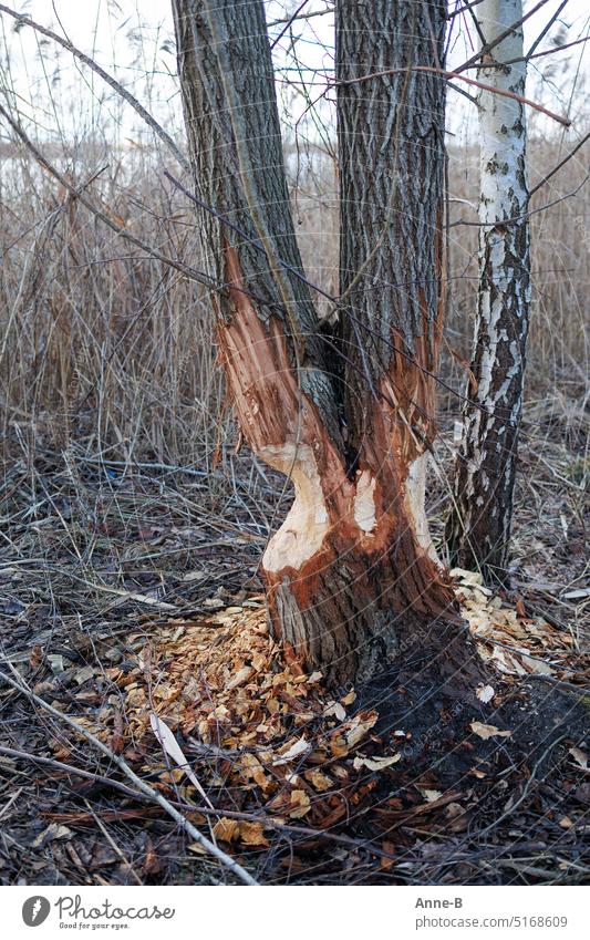 Von Bibern angenagter Baum, bestehend aus zwei Stämmen, inzwischen dürfte er liegen. Nagetier Baumaßnahmen Bäume fällen Arbeit Biberburg Fluß umleiten