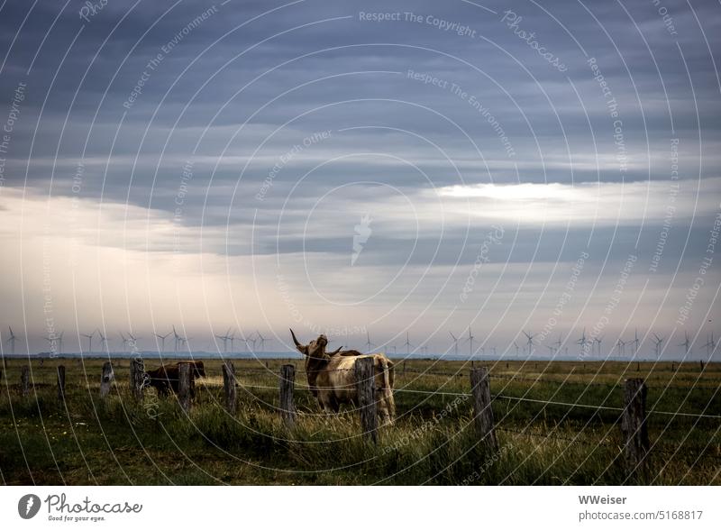 Ein Rind reckt die Hörner gen Himmel, im Hintergrund ragen Windräder auf Landschaft Küste Windkraft Nutztier Kuh Ochse Stier Wolken gehörnt Energie Tier