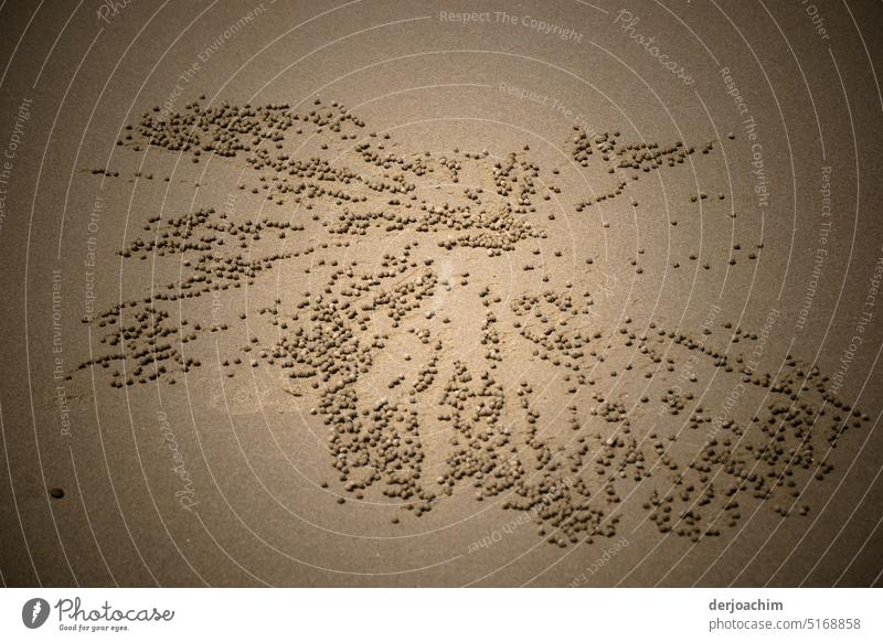 Kleine geformte Sandkugeln am Meeresstrand.  Einzigartige  künstlerische Gebilde von Krebsen geschaffen. Strandspaziergang Küste Spaziergang Außenaufnahme