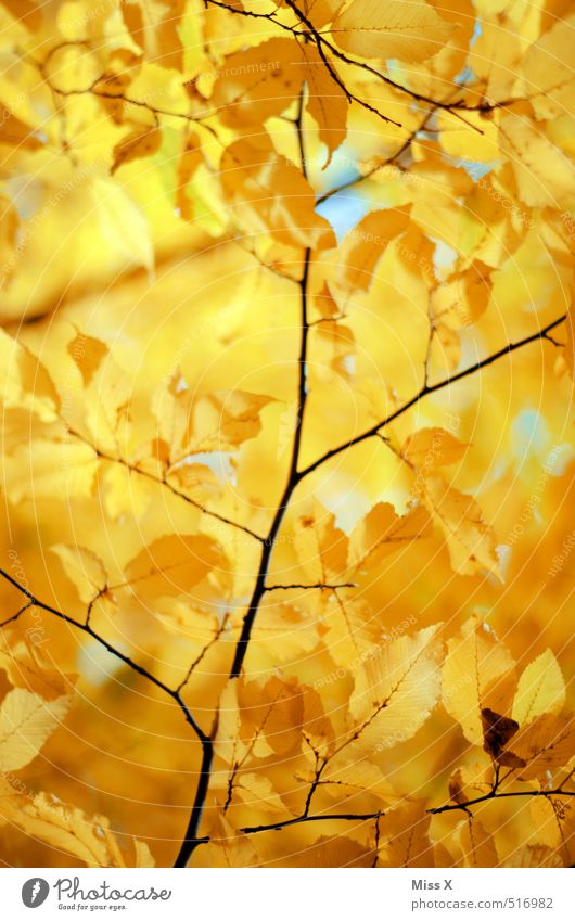 Gold Natur Sonne Sonnenlicht Herbst Schönes Wetter Baum Blatt gelb gold Herbstlaub Herbstfärbung Herbstbeginn Buche Zweige u. Äste Buchenblatt herbstlich