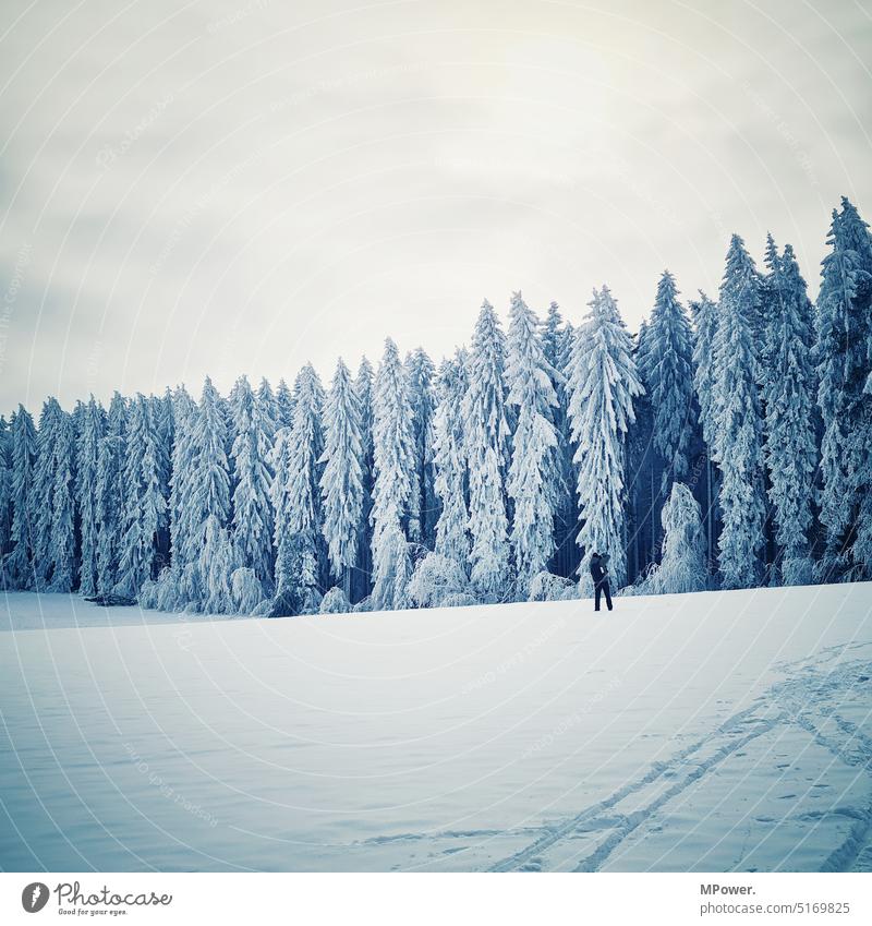 am Rand des Winterwaldes Wald Jahreszeiten Winterspaziergang Idylle gefroren Baum Märchenwald Kälte Bäume Menschenleer Umwelt Winterlandschaft Frost