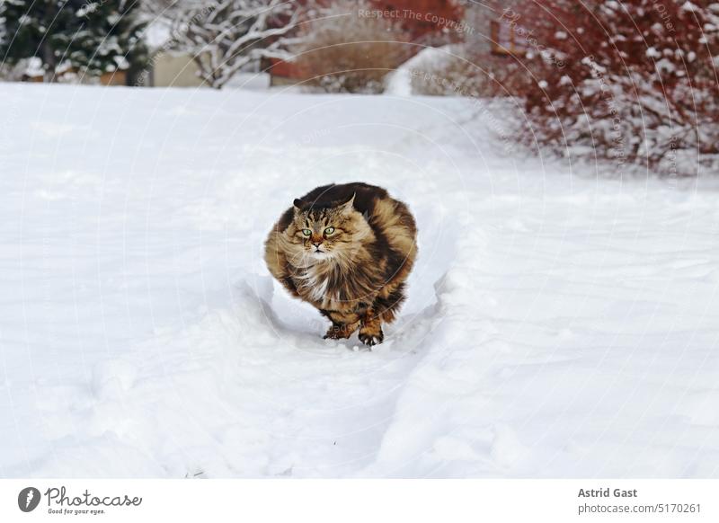 Eine dicke flauschige Norwegische Waldkatze rennt schnell durch den Schnee norwegische waldkatze winter schnee rennen spielen springen hüpfen lustig witzig