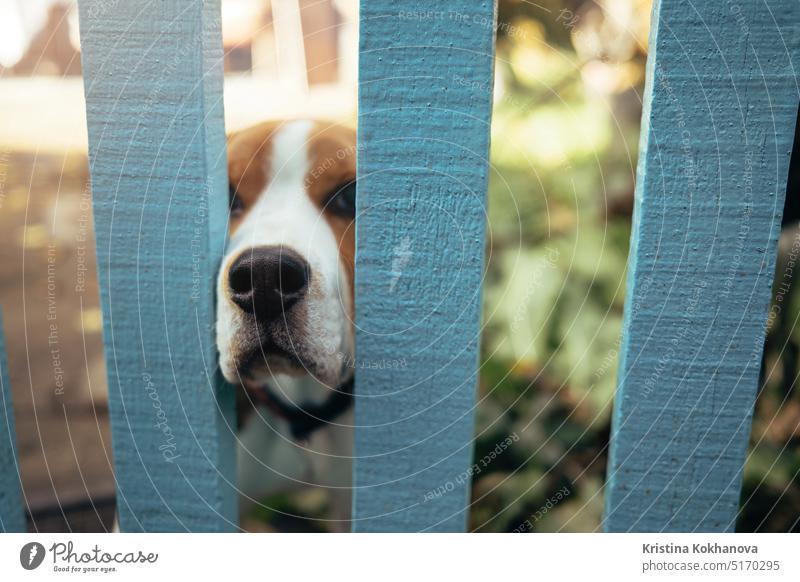 Lustige Beagle Welpe stieß Nase durch Holzzaun. Hund Neugier Konzept Aktivität erstaunlich Tier Schönheit züchten Eckzahn Pflege Streicheln reizvolle Szene