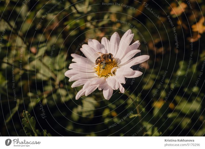 Nahaufnahme einer Honigbiene auf einer Gänseblümchenblüte im Garten. Insekt sammelt Pollen Biene Blüte geblümt Blume grün Liebling natürlich Natur im Freien