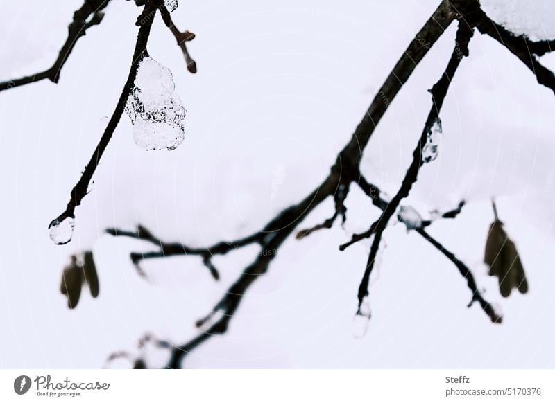 Winterzweige Eiszapfen Schnee Eiskristall Frost frieren gefroren Kälte schneebedeckt Wintereinbruch Winterkälte Kälteeinbruch bibbern kalt erwischt Eisklumpen