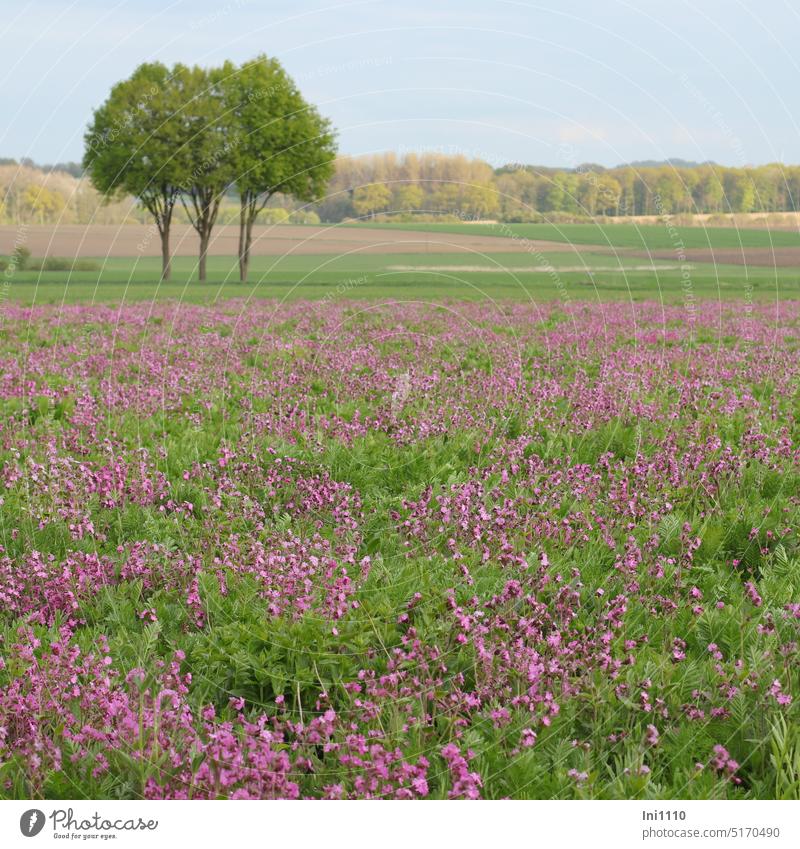 Feld mit Acker-Lichtnelken Frühling Landschaft Landwirtschaft Blumenfeld Pflanzen Ackerlichtnelke Nelkengewächs Silene Sorten Bienenweide Beitrag Artenschutz