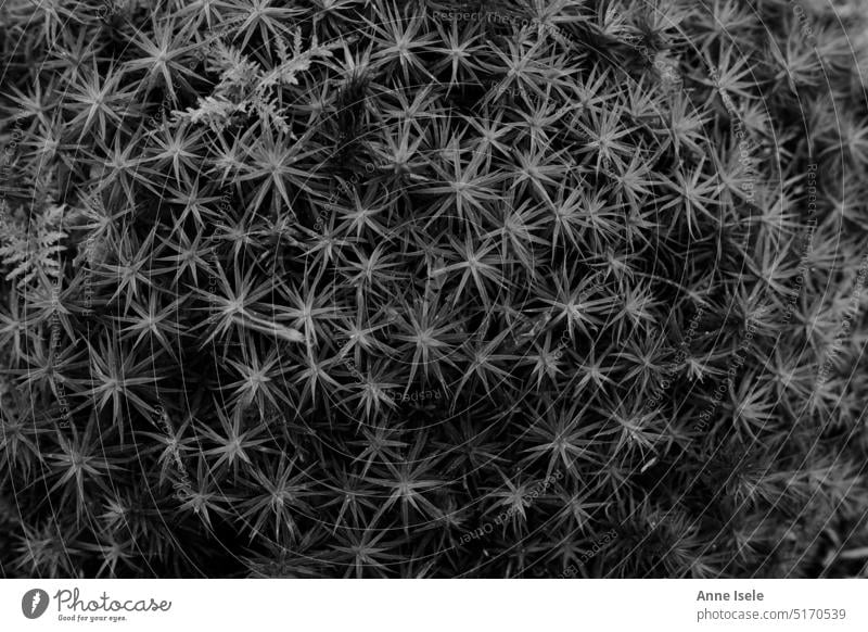 Hintergrund, Muster, Fläche mit Moos bedeckt, schwarz weiß Wald Stern Sterne Pflanze Waldboden Schwarzweißfoto grau Monochrom Natur Menschenleer Polster