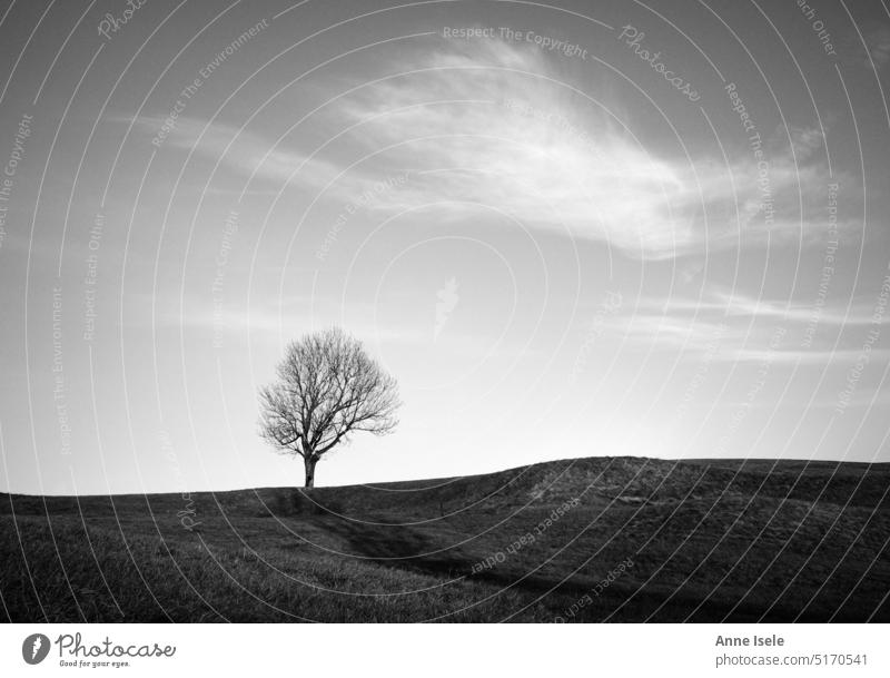 Landschaft mit einem einzelnen Baum auf einem Hügel, schwarz weiß Wolke Schönes Wetter Wiese Schwarzweißfoto Außenaufnahme Natur Menschenleer Himmel Herbst