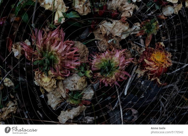 Vertrocknete verblühte Blumen auf einem Kompost Blüten Trockenblume Verblüht weggeworfen Garten Vergänglichkeit tot Detailaufnahme Natur