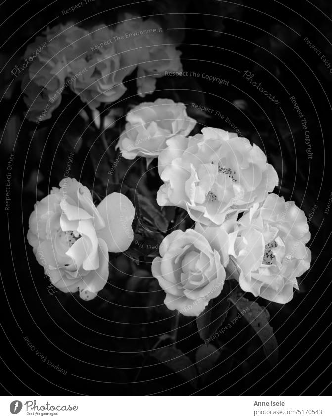 Weiße Rosen, Rosen such, schwarz weiß, Heckenrosen Weiße rosen Blumen Blüten Rosenbusch Dornen Schwarzweißfoto Vintage düster