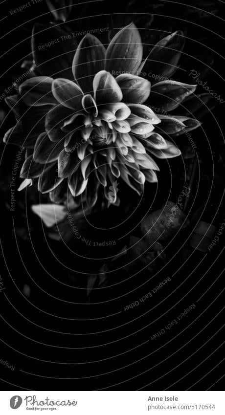 Einzelne schwarz weiße Blume, eine Dahlien, vor schwarzem Hintergrund Pflanze Natur Blüte Nahaufnahme
