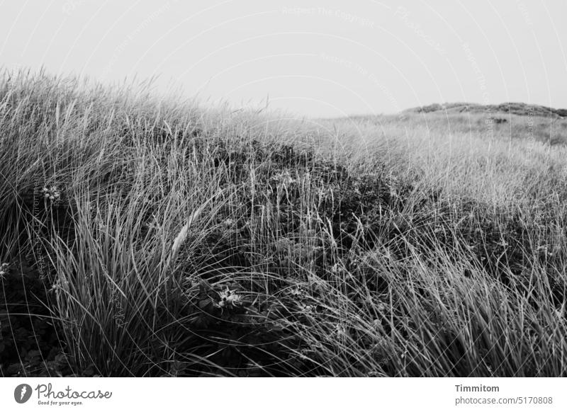 Mittendrin im Dünengras Halme Dünenlandschaft Ferien & Urlaub & Reisen Natur Himmel schwarz grau Schwarzweißfoto Menschenleer Dänemark
