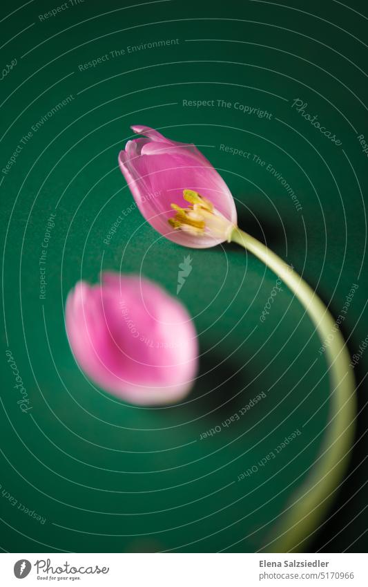Tulpe mit losem Tulpenblatt Postkarte book cover Frühling Blume Trennung Hintergrund neutral Hintergrundbild verloren verlorenheit Blatt blumenblatt Einsamkeit