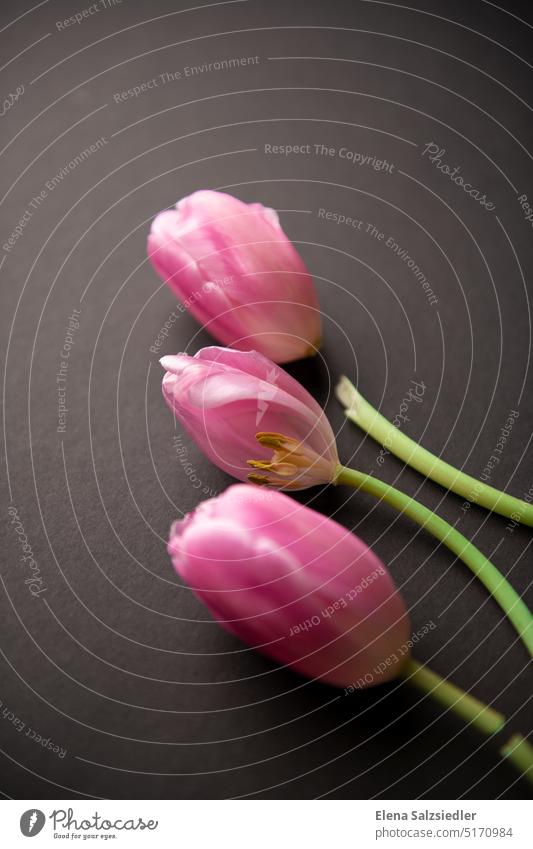 Kapute Blumen auf schwarzem Hintegrund kaputt verletzt verletzlich Schmerz blumen tulpen Hintergrund Stimmungsbild stimmungsvoll Textfreiraum oben