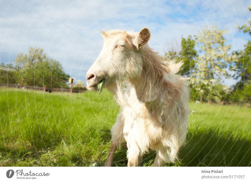 Nahaufnahme einer weißen Ziege auf dem Feld. Die Ziege auf dem Bauernhof frisst grünes Gras. allein Tier braun Karamell Rind neugierig heimisch Haustier