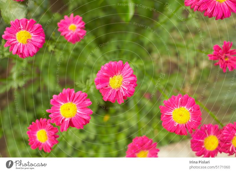 Rosa Blüten von Tanacetum, PAINTED DAISY im Garten. Sommer und Frühling. Hintergrund schön Schönheit Blütezeit Überstrahlung verschwommen botanisch Botanik hell