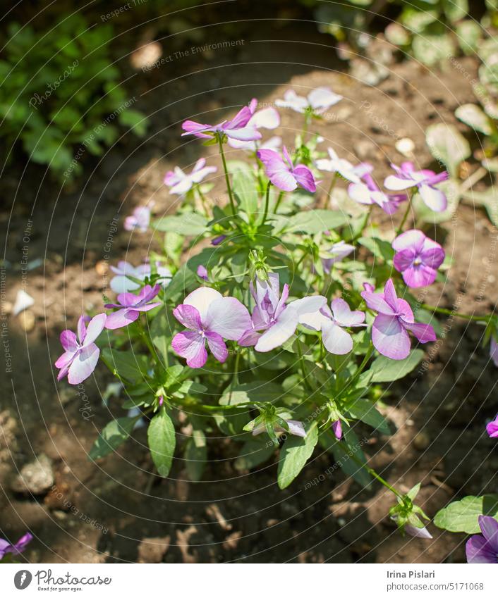 Rosa-weiße Blüte des Stiefmütterchens, Viola cornuta, im Garten. Sommer und Frühling. Überstrahlung Blühend botanisch Botanik Blumenstrauß Ast hell