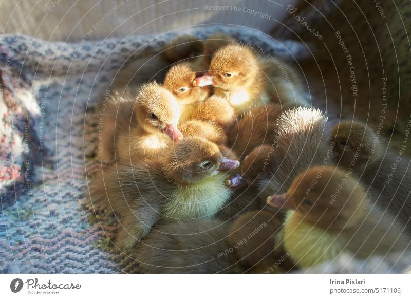 Eine Schar neugeborener Entenküken in einem Karton, Ansicht von oben. Ein lokaler Markt verkauft kleine neugeborene Hühner und Masthähnchen in einer Kartonschachtel. Konzept für ein landwirtschaftliches Unternehmen. Zucht von Geflügel