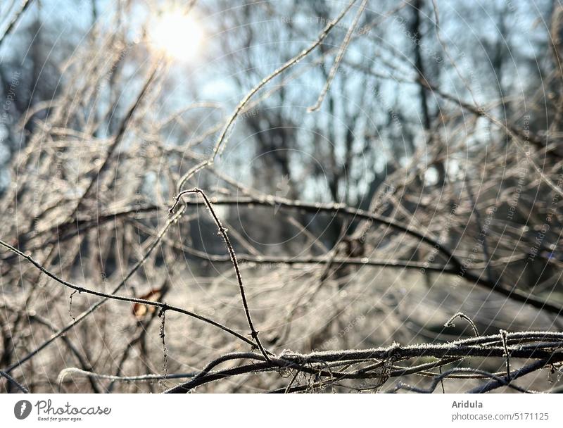 Wintersonne mit Zweigen und Raureif Sonne Baum Himmel kalt blau Frost Landschaft Natur Außenaufnahme Menschenleer Tag Schönes Wetter Licht Farbfoto Sonnenlicht