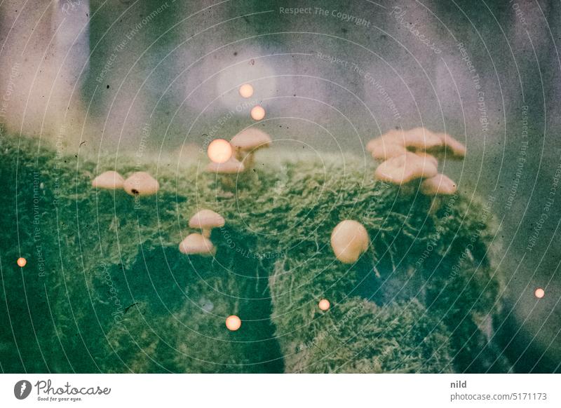 Abgelaufener Dia Film – Pilze im Wald Außenaufnahme Experiment experimentell Artefakte farbfilm diafilm Analogfoto Herbst herbstlich Herbststimmung