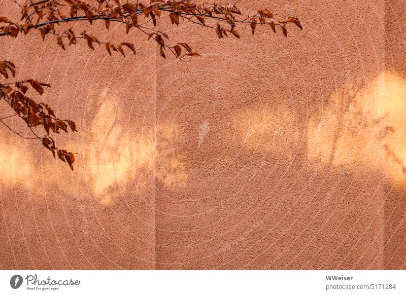 Alles nur Fassade: warmes Licht und die Schatten von Herbstbäumen an einer hellorange gestrichenen Hauswand Abendlicht Wand Baum Laub zart filigran Museum