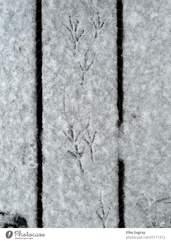 Amsel- Fußspur im Schnee Fußabdruck im Schnee Spuren Amselwi Winter Außenaufnahme Schneespur fußabdruck Menschenleer
