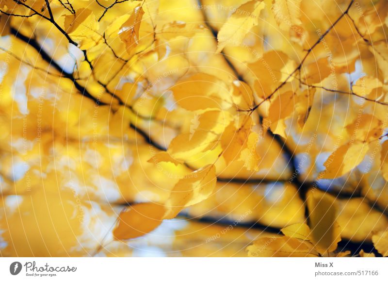 Gelbe Buche Herbst Schönes Wetter Baum Blatt hell Wärme gelb gold Herbstlaub Buchenblatt Herbstfärbung Herbstbeginn Herbstwald Ast Zweig Zweige u. Äste Oktober